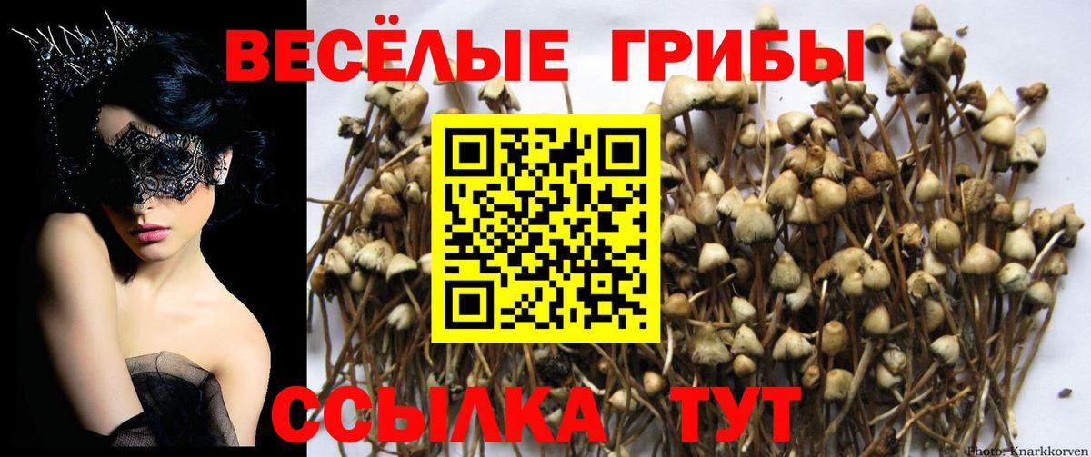 Галлюциногенные грибы Cubensis  Псилоцибиновые грибы Magic Shrooms  где купить наркотик  Кондопога  Вход с VPN 